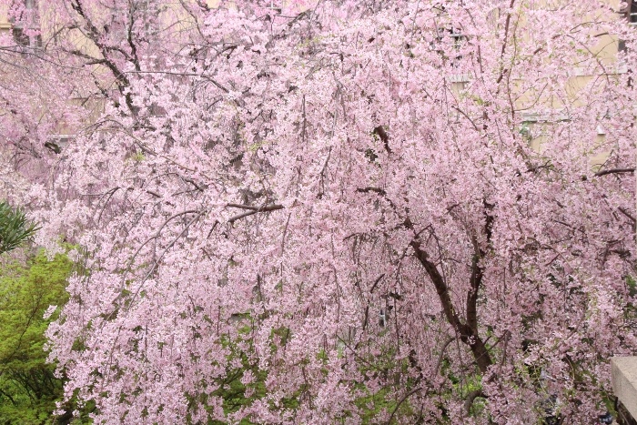 6471-15.4.7一重紅枝垂れ桜　ドーム形　南から　横.jpg